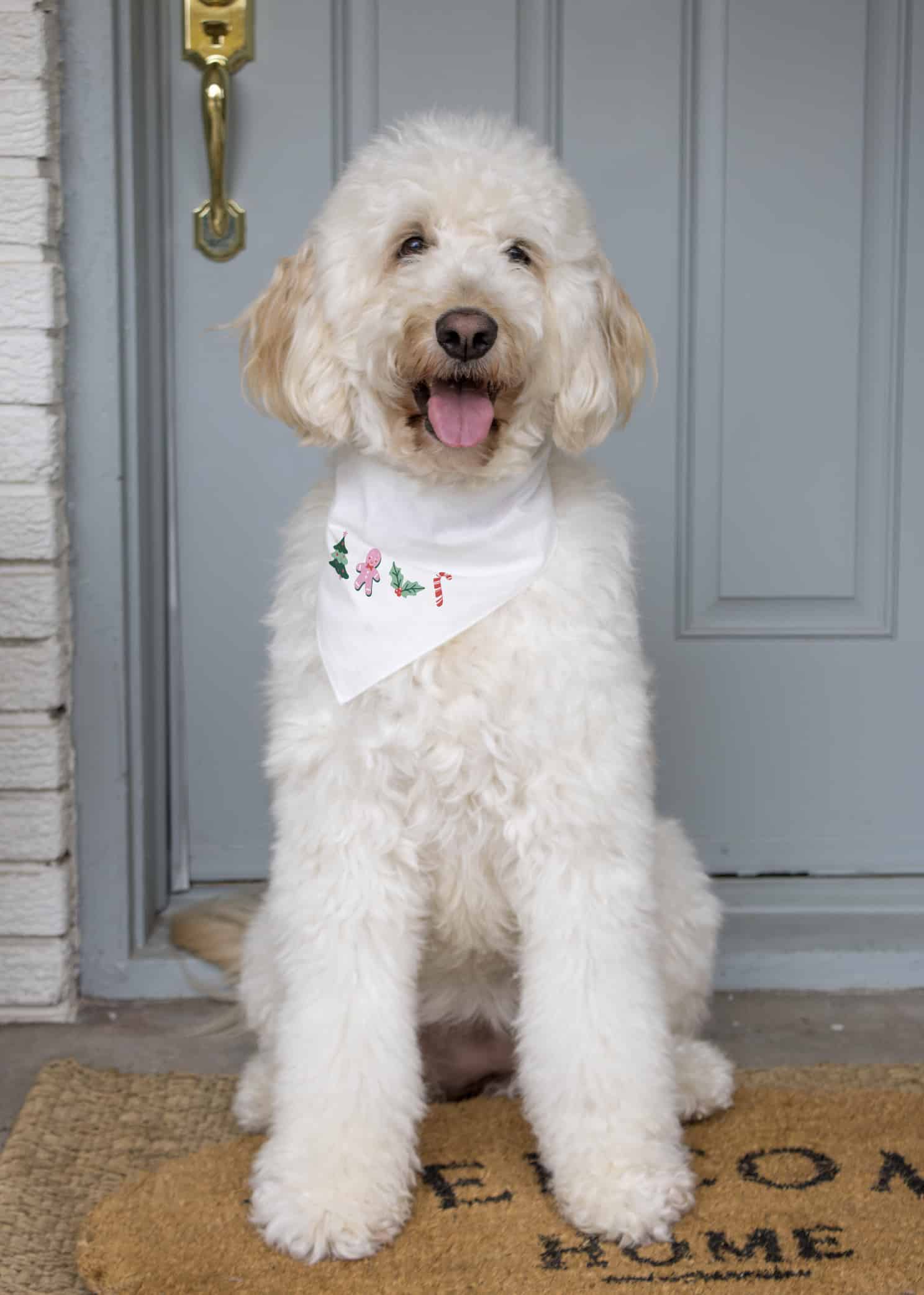 Short Hair White Golden Doodle Goldendoodle Haircuts Goldendoodle - Main Image
